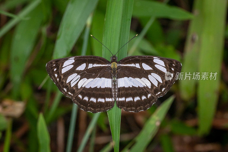一种常见的水手蝶(netis hylas)， Nymphalidae，黑白蝴蝶，常见的海洋蝴蝶。